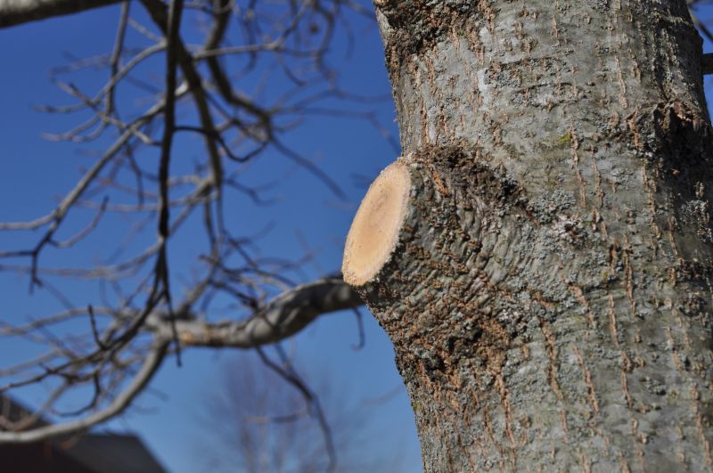 Cypress Tree Trimming in Allentown, PA