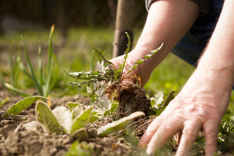 Flower Bed Weeding Service in Honolulu, HI
