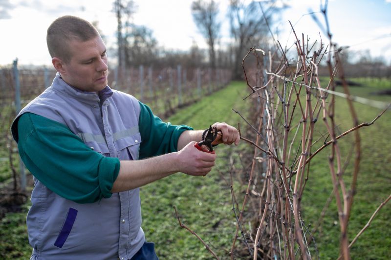 Grape Vine Pruning