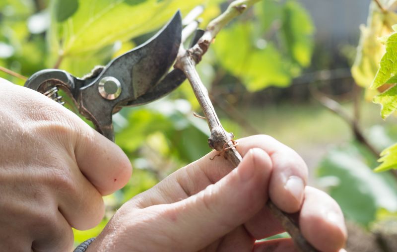 Pruning in Vineyard