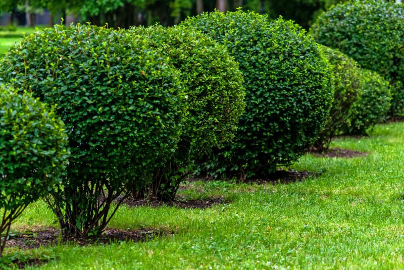 Healthy Pruned Shrubs