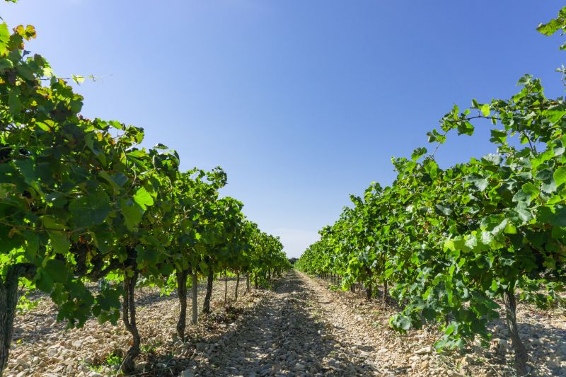 Local Vineyard Service Companies