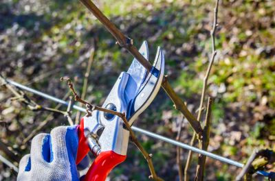 Keep Grapevines Productive and Healthy!
