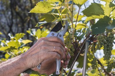 Manage Your Vineyard!