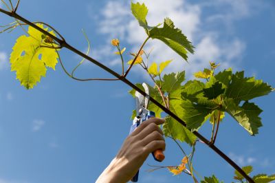 Promote New Growth!