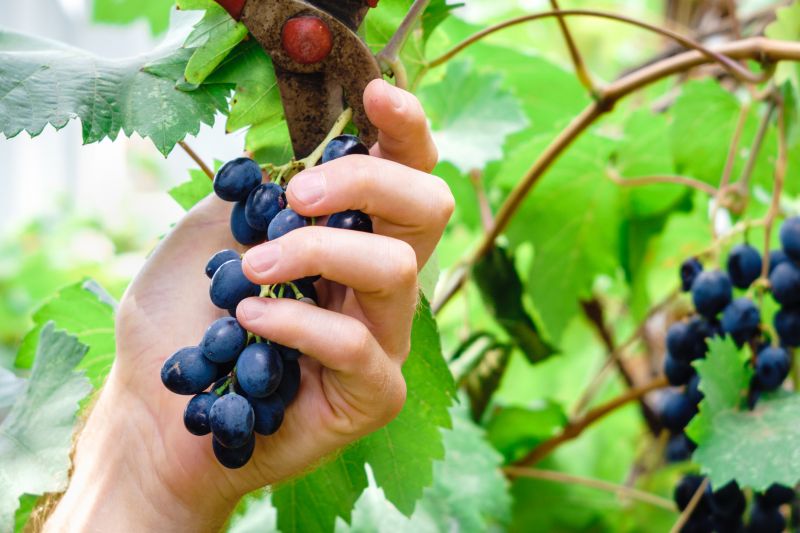 Grape Vine Pruning Tools and Supplies