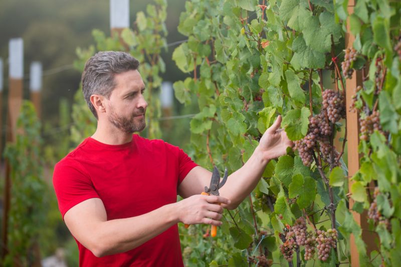 Grape Vine Pruning Promotions