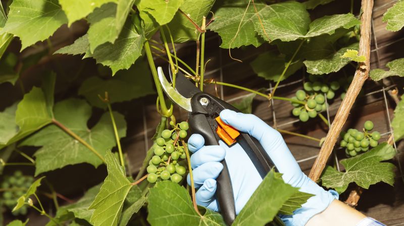 Service Locations for Grape Vine Pruning